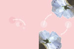 素材_ブライダル・白い花